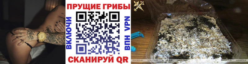 Галлюциногенные грибы Psilocybine cubensis  Купить  Ужур 